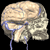 Brain Anatomy Pictures