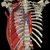 Chest Anatomy Pictures