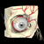 Eye Anatomy Pictures