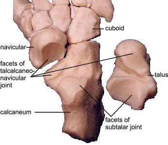 Facets of sub-talar joint