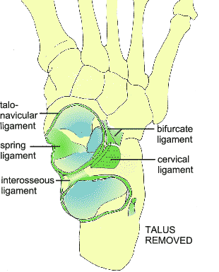 Socket of talo-calcaneo-navicular joint