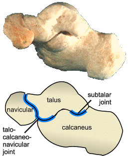 Talo-calcaneo-navicular joint