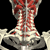 Neck Anatomy Pictures