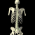 Skeleton Anatomy Pictures